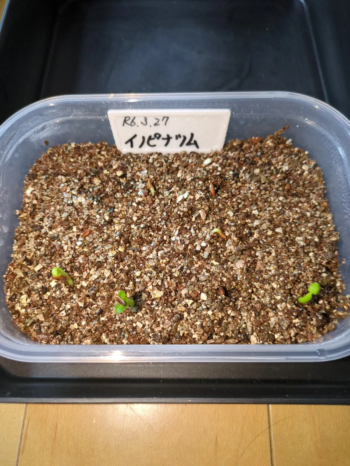 Pachypodium rosulatum var. inopinatum (パキポディウム イノピナツム)