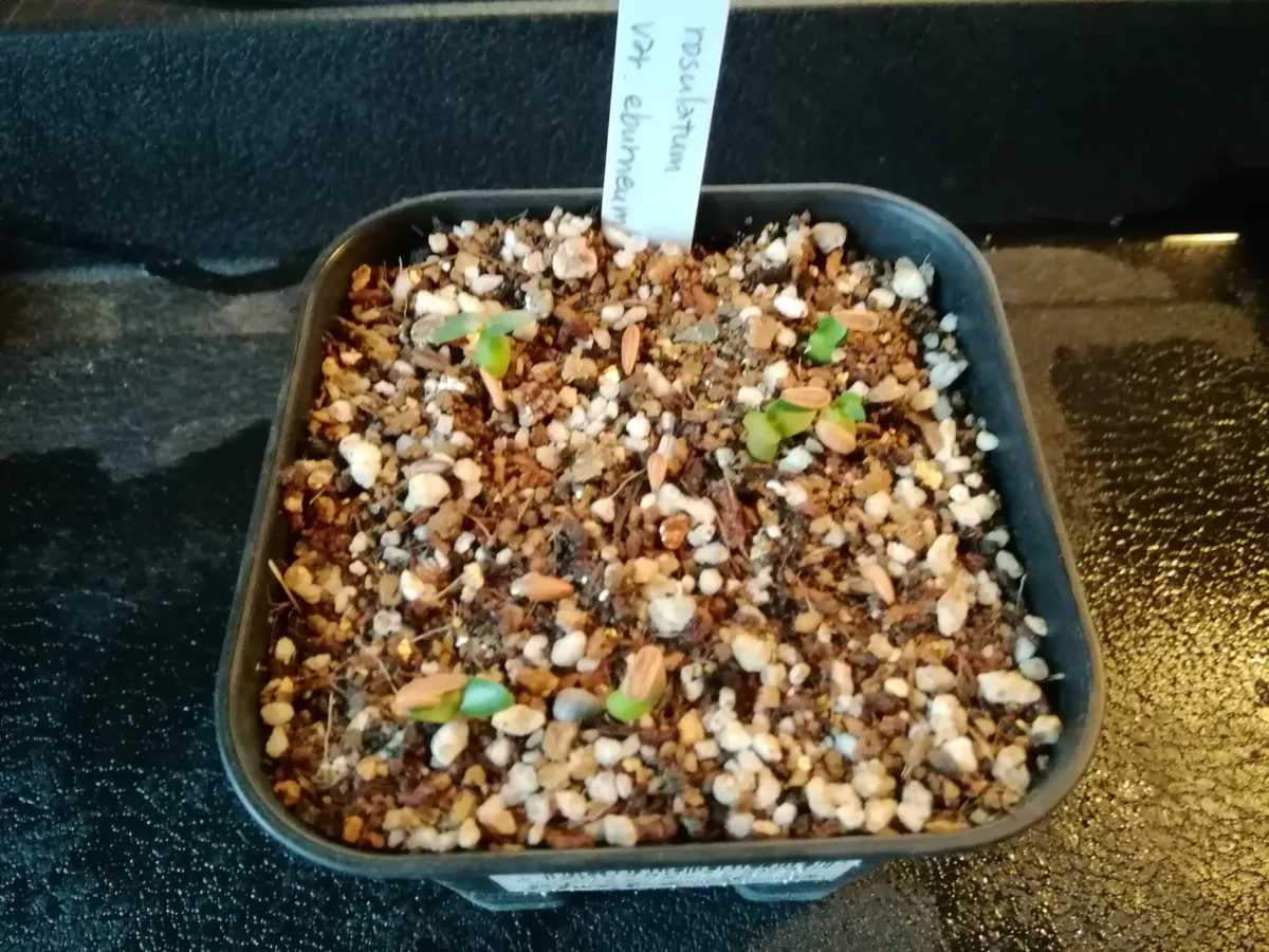 Pachypodium rosulatum var. eburneum (パキポディウム エブレネウム)