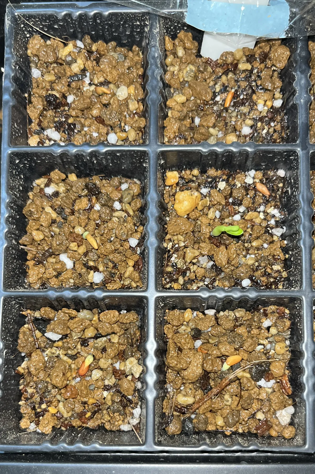 Pachypodium rosulatum var. gracilius (パキポディウム グラキリス)