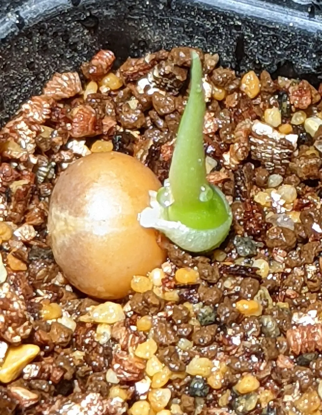 Dracaena draco subsp. draco (ドラセナ ドラコ)