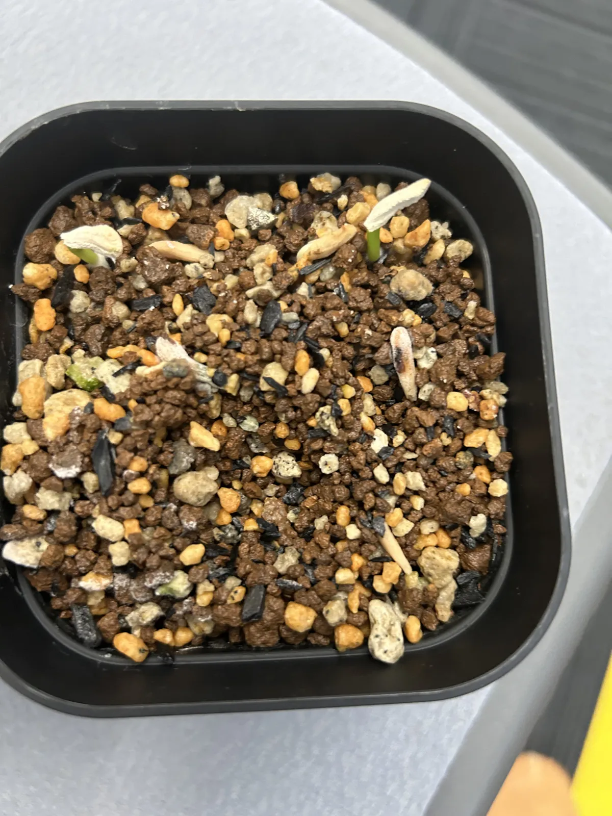 Pachypodium menabeum (パキポディウム メナベウム)