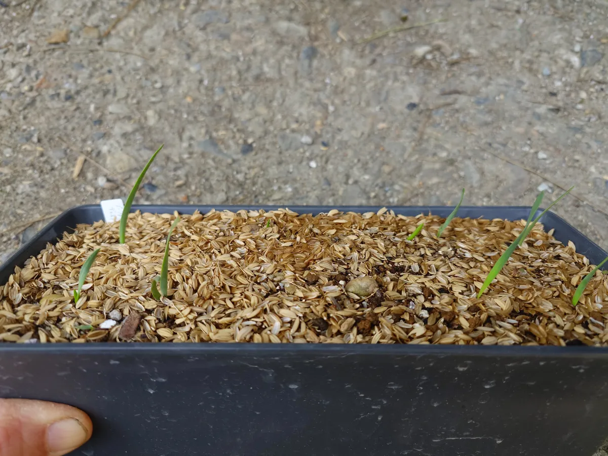 Boophone disticha (ブーファン ディスティカ)