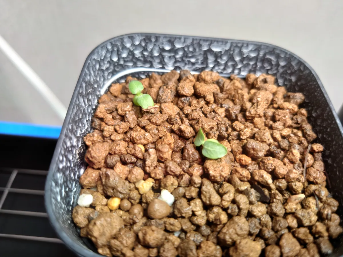 Pachypodium baronii (パキポディウム バロニー)