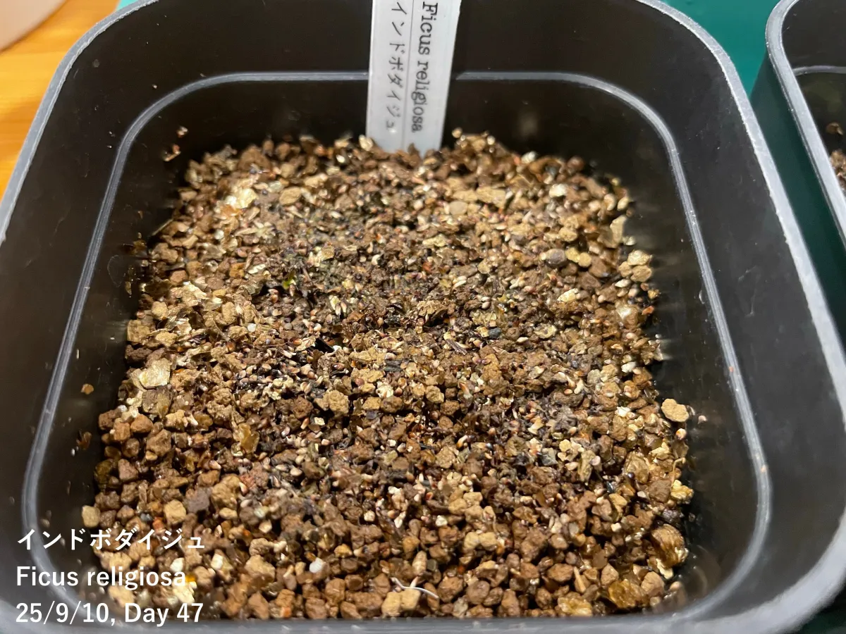 Ficus religiosa (フィカス レリジオーサ インドボダイジュ)