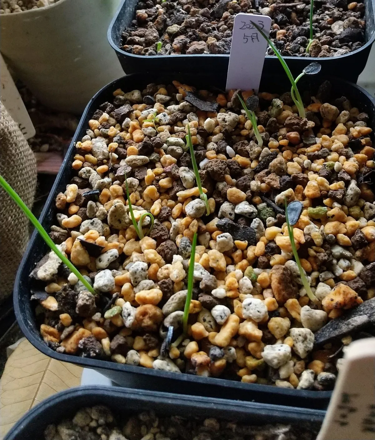 Yucca coahuilensis (ユッカ コアフイレンシスブルー)