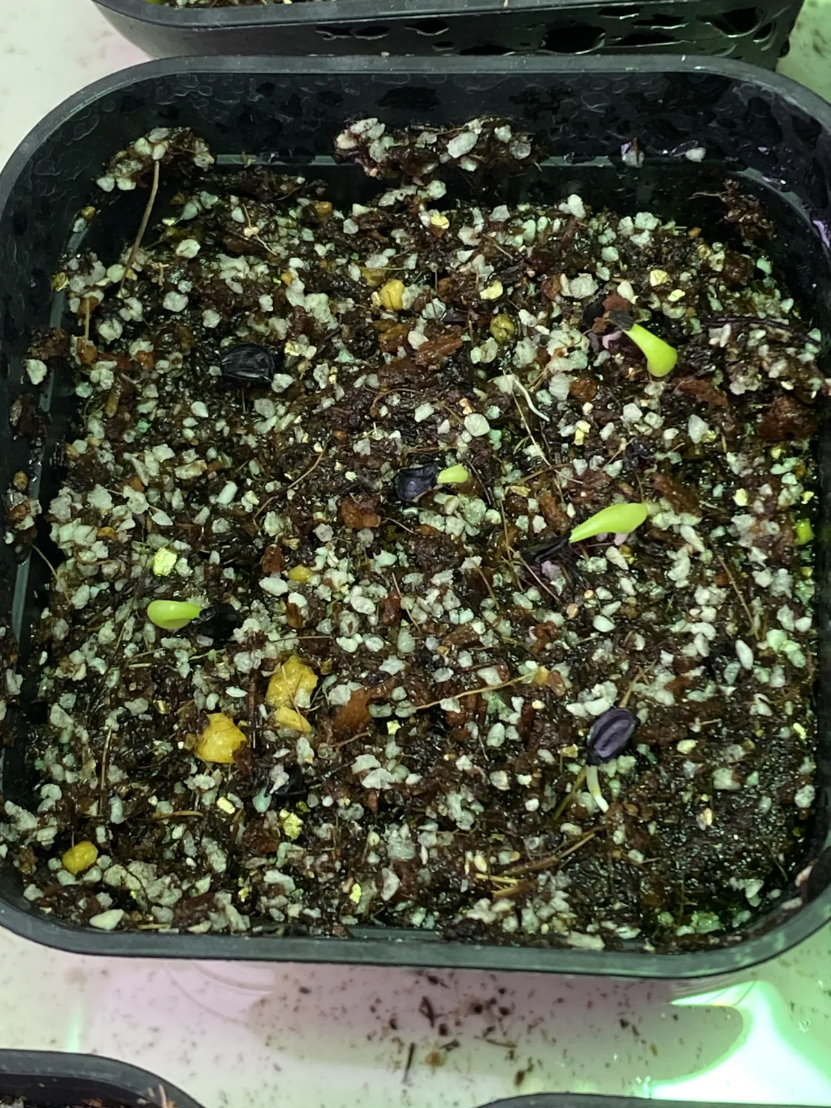 Agave titanota 'Blue' (アガベ チタノタブルー)