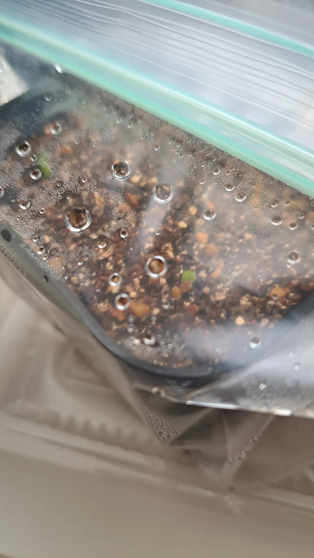 Pachypodium brevicaule (パキポディウム ブレビカウレ（短茎） ())