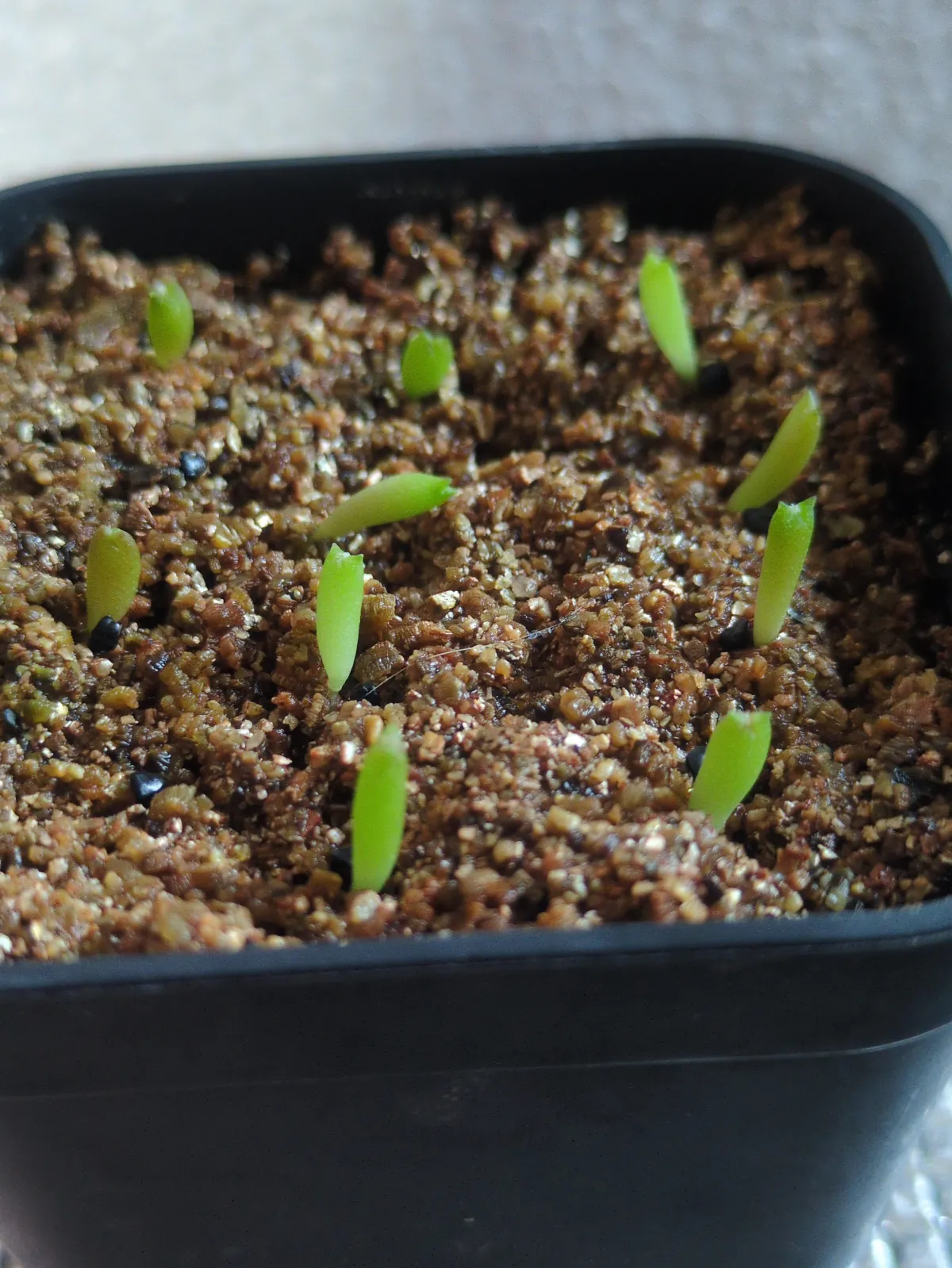 Astrophytum myriostigma var. strongylogonum (アストロフィツム ストロンギロゴナム)