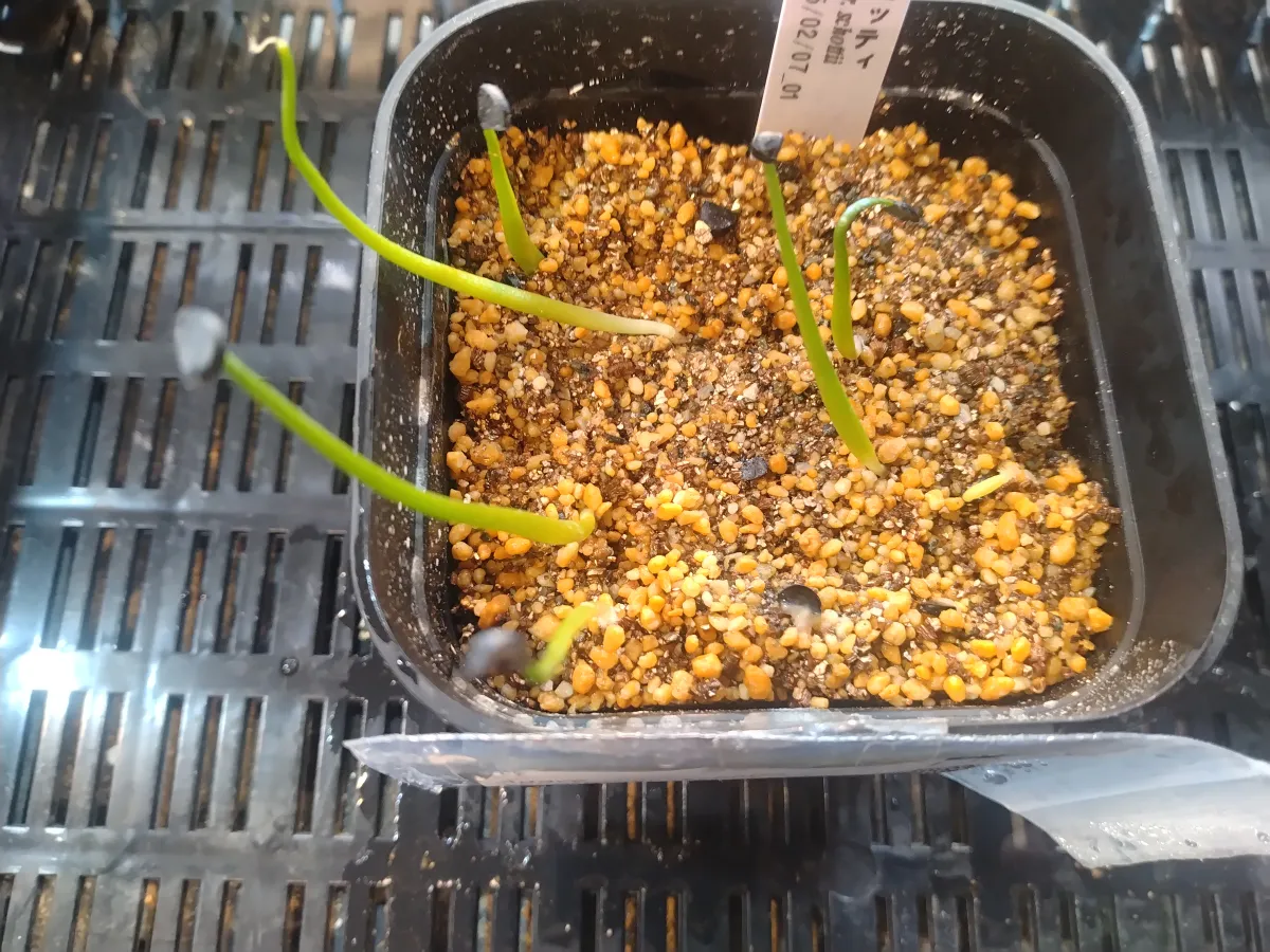 Agave schottii var. schottii (アガベ ショッティ)