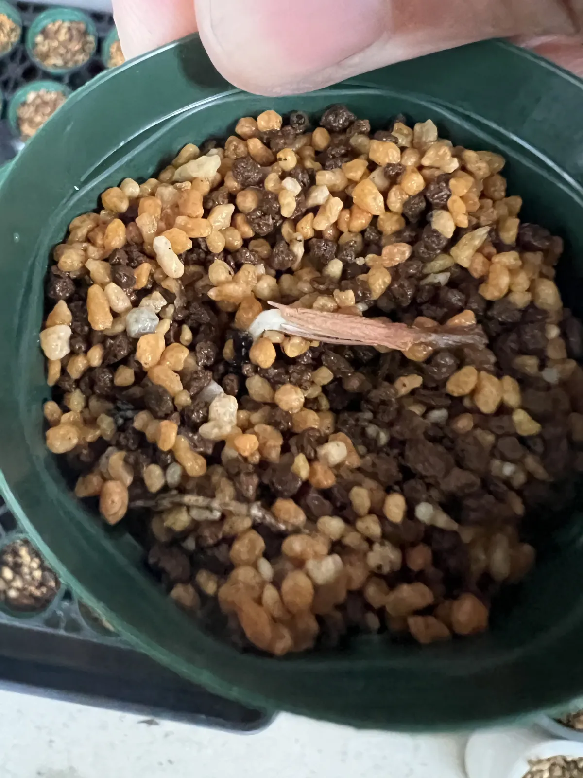 Gerrardanthus lobatus (ゲラルダンサス ロバタス)