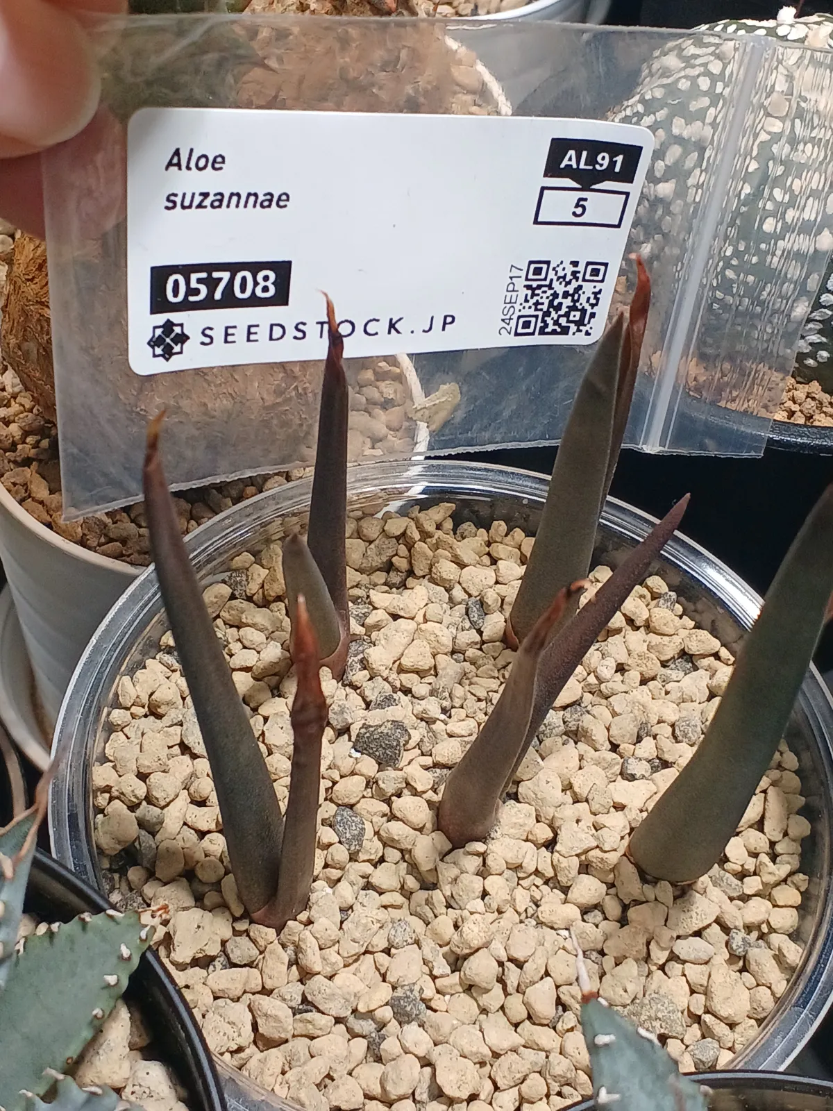 Aloe suzannae (アロエ スザンナエ)