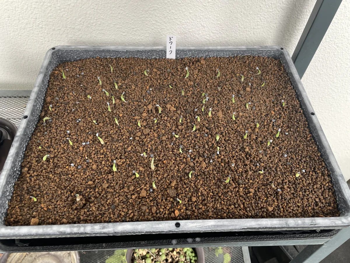 Agave titanota (アガベ チタノタ ドワーフ)