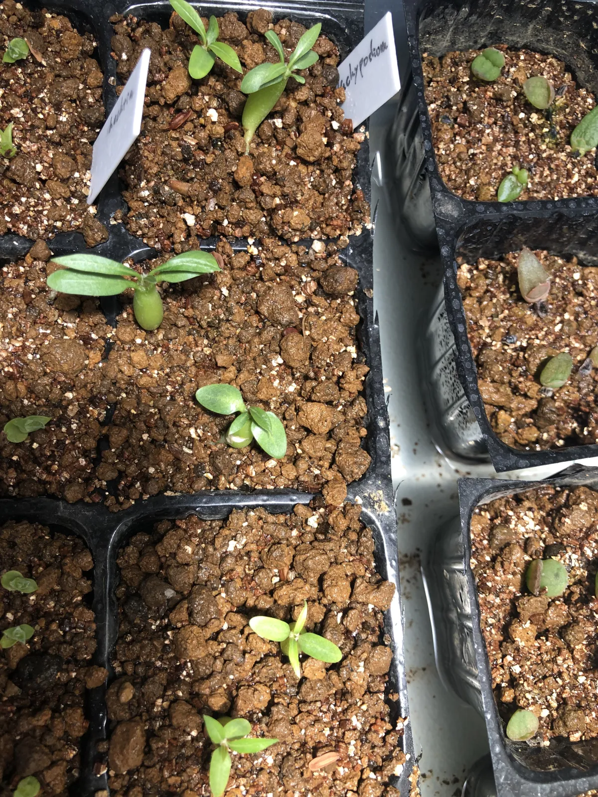 Pachypodium rosulatum ssp. cactipes (パキポディウム カクチペス)