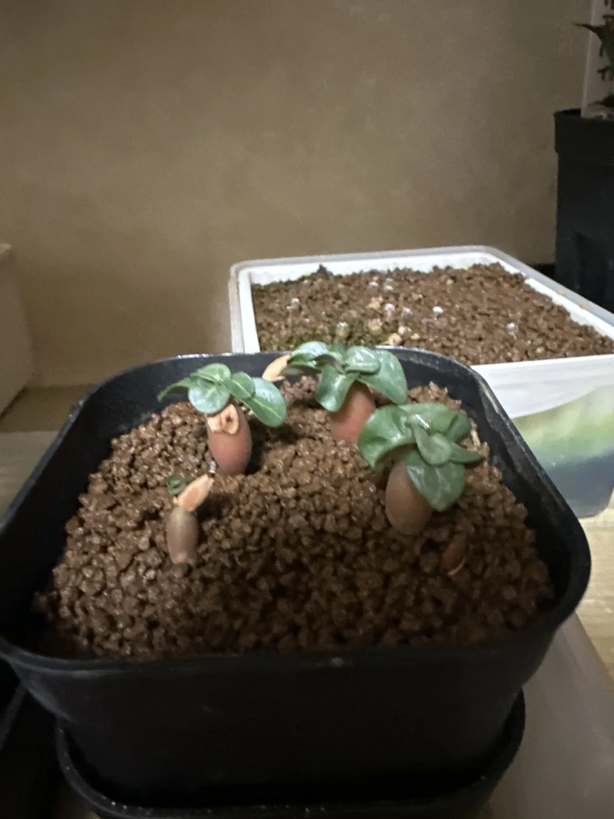 Adenium obesum Dorset Horn (DHA) (アデニウム ドーセットホーン)