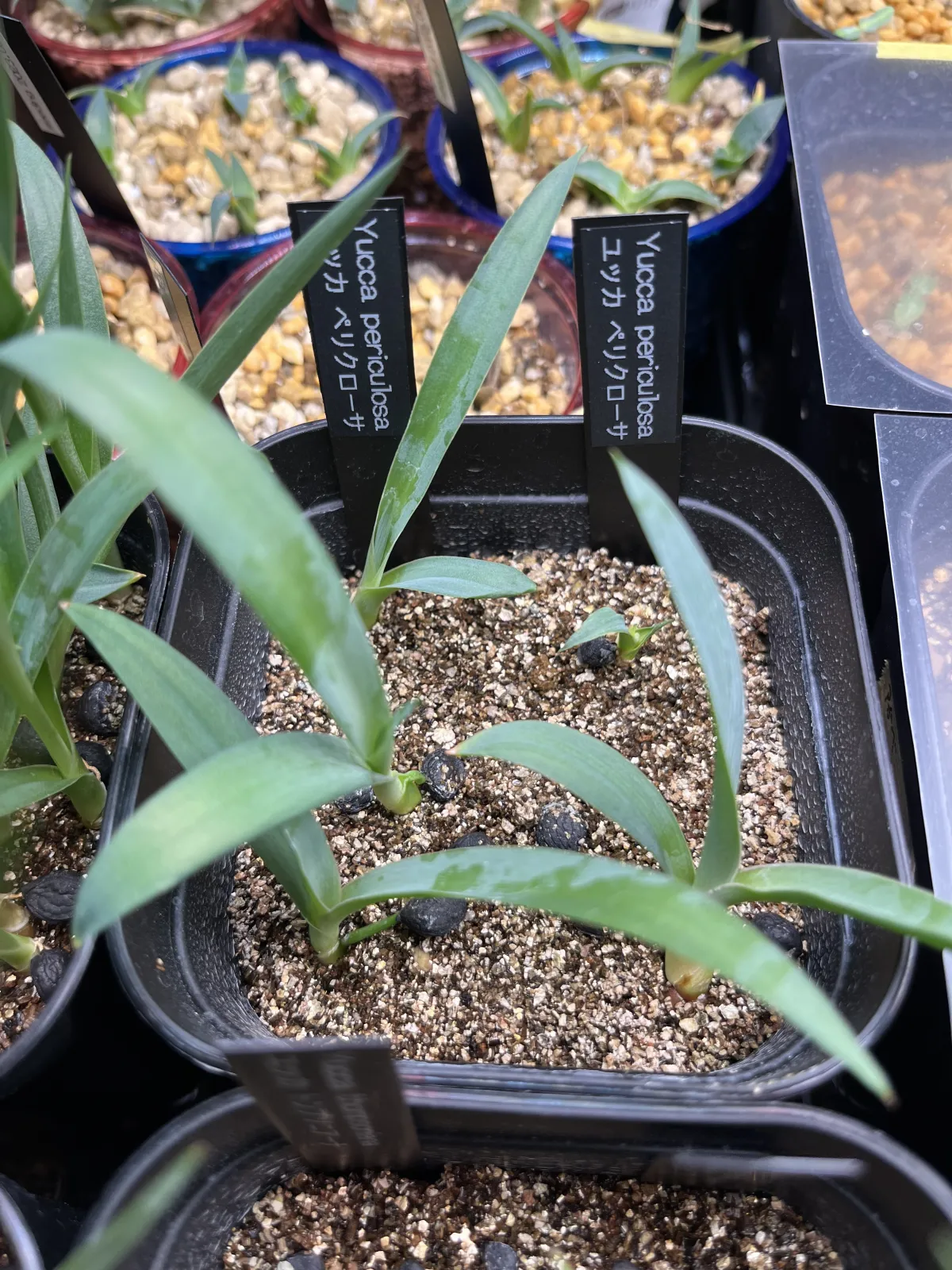 Yucca periculosa (ユッカ ペリクローサ)