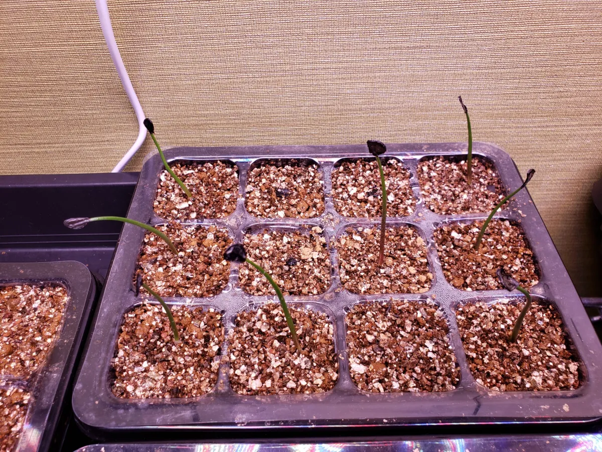 Agave inaequidens (アガベ インアクイデンス)