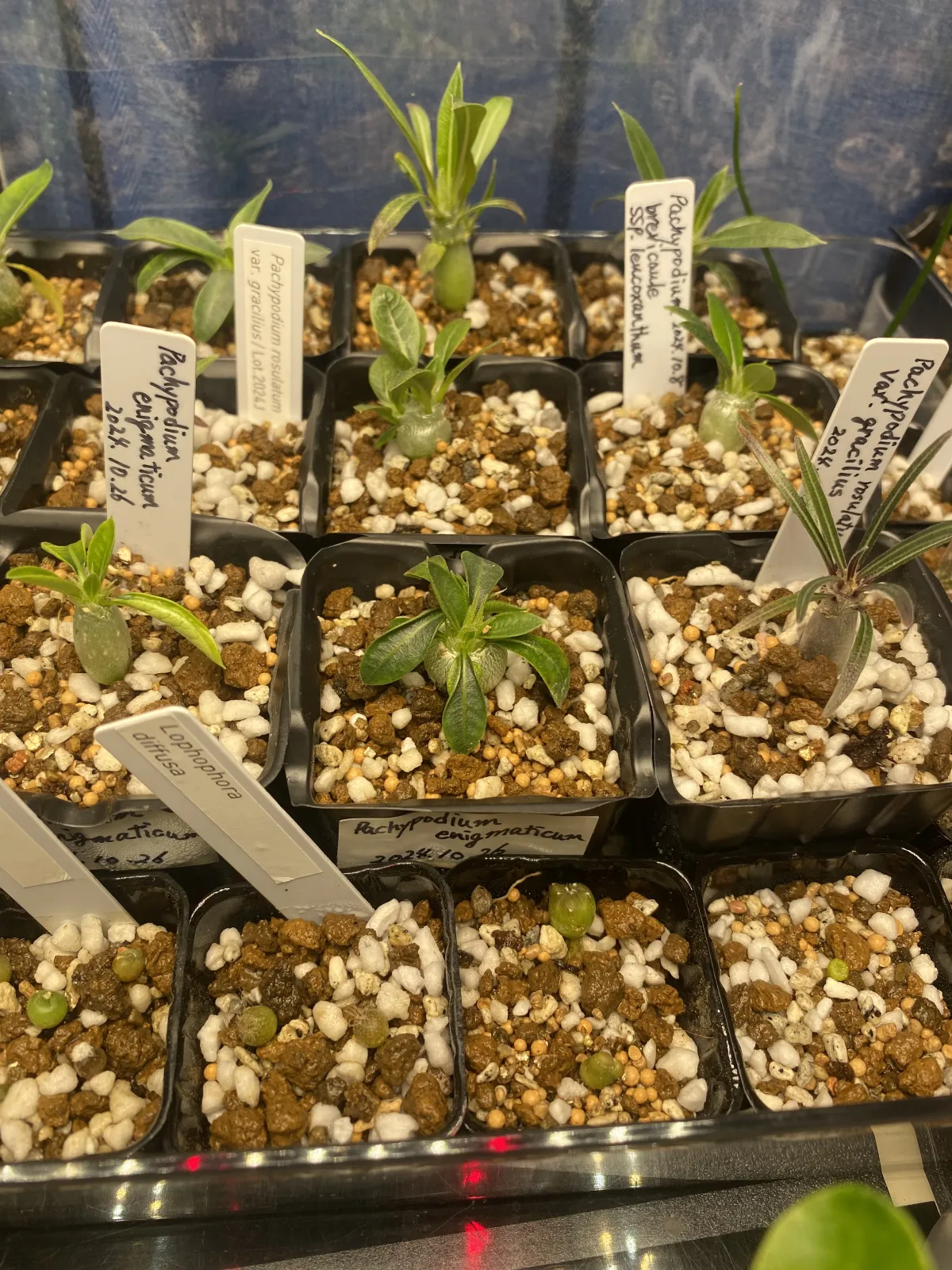 Pachypodium enigmaticum (パキポディウム エニグマチカム)