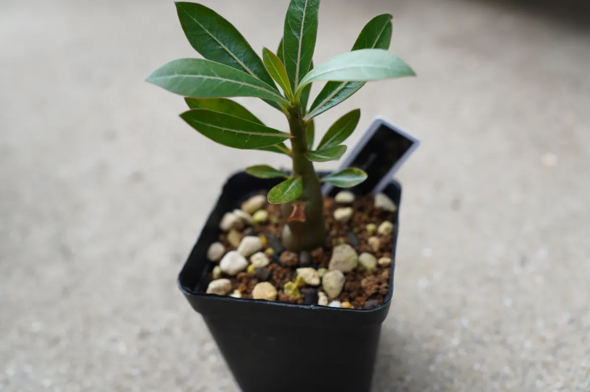 かなり溶けました