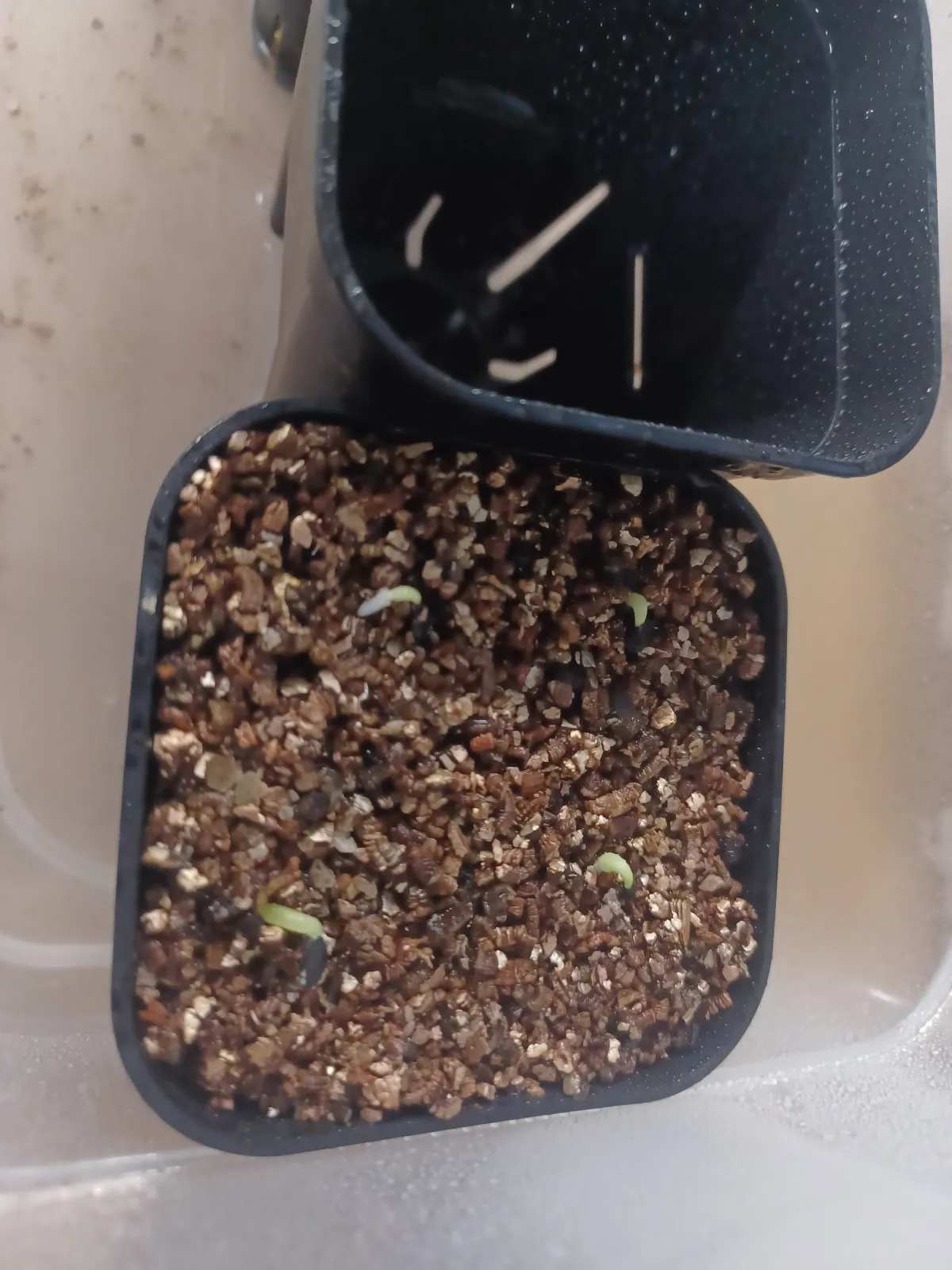 Agave oteroi (アガベ オテロイ)