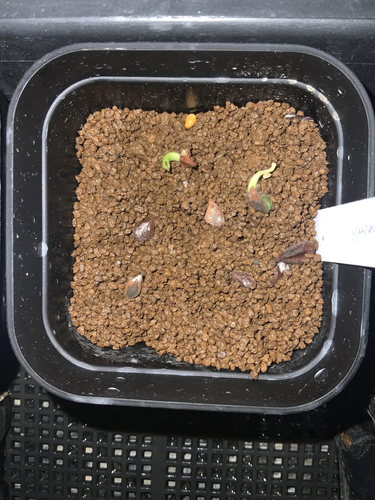 Pachypodium saundersii (パキポディウム サンデルシー 白馬城)