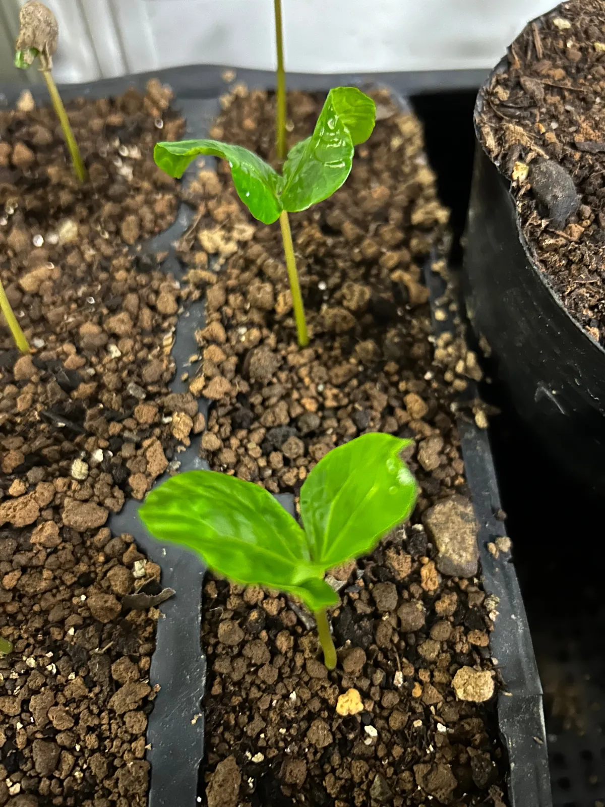 Coffea arabica (コーヒー アラビカ)