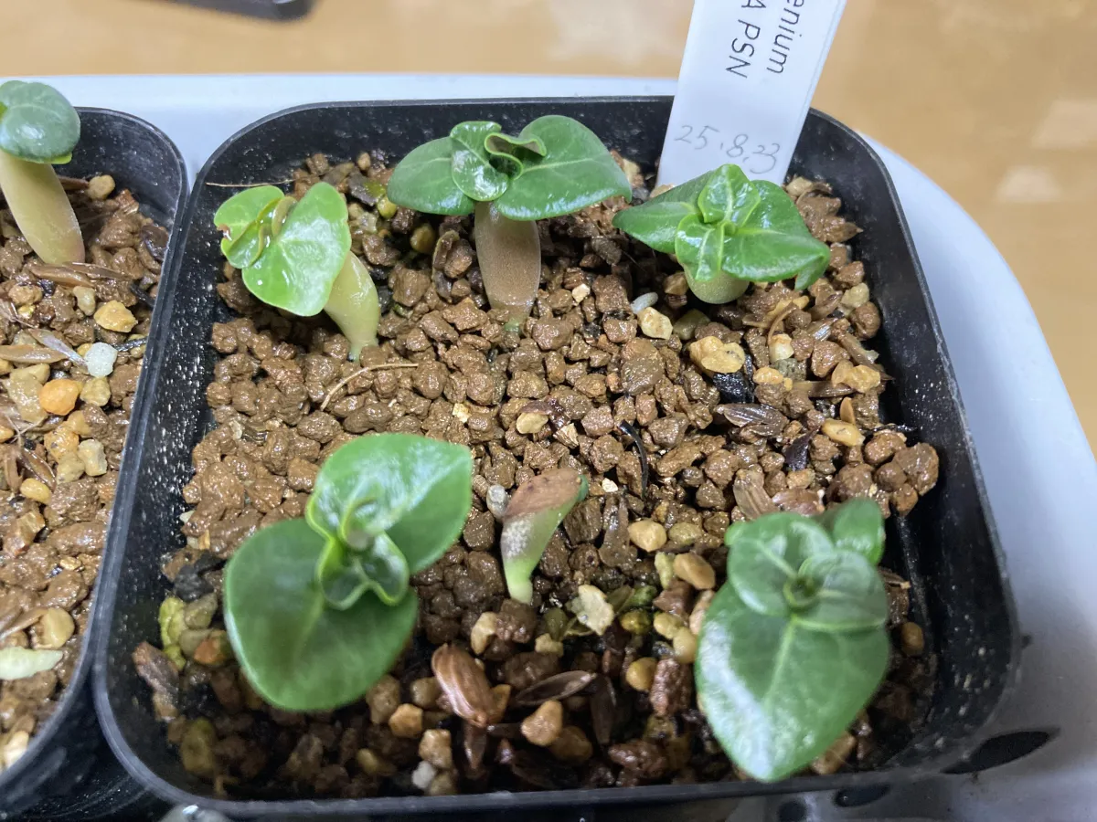 Adenium DHA PSN (アデニウム DHA PSN)