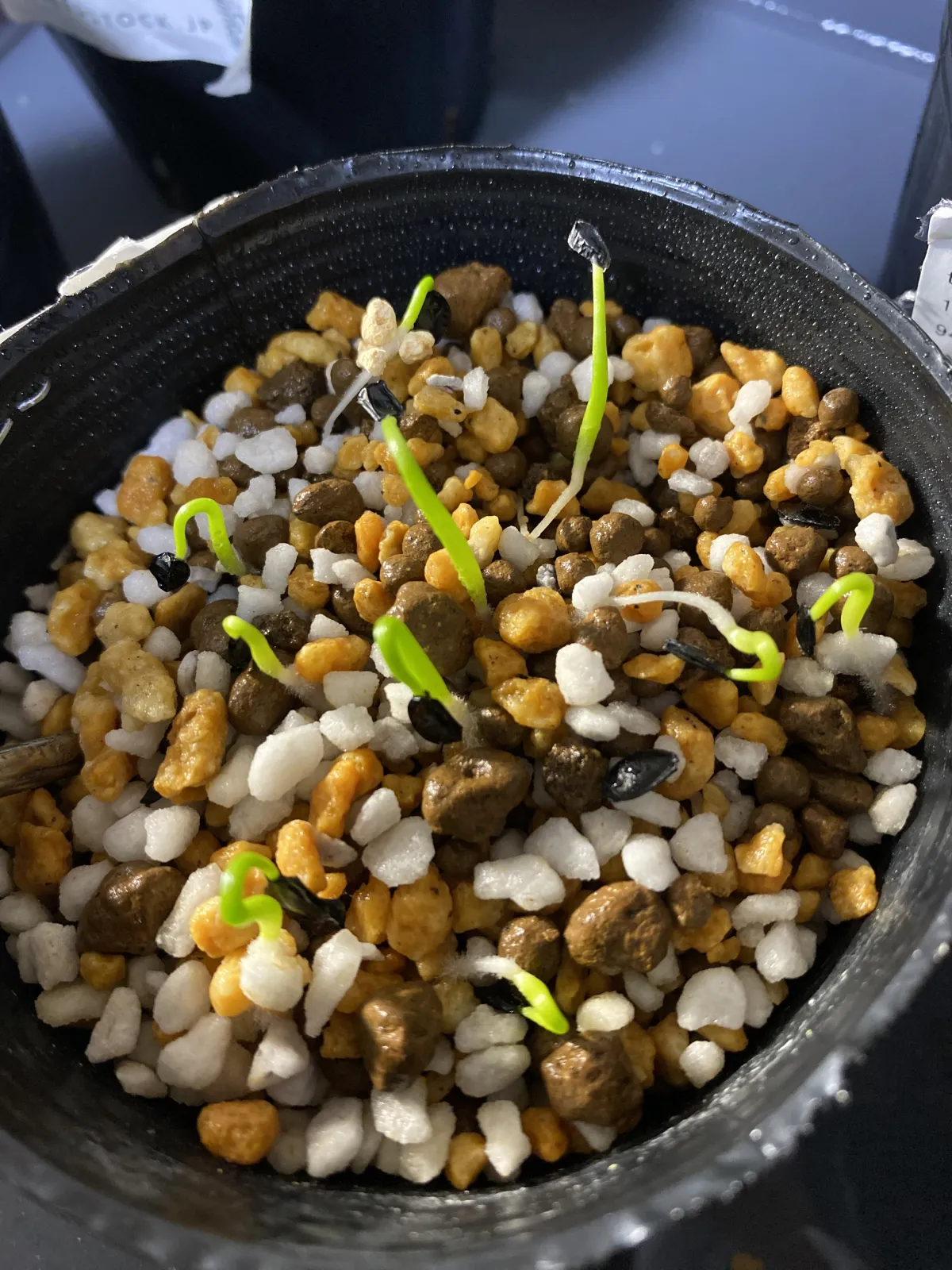 Agave havardiana (アガベ ハバルディアナ)