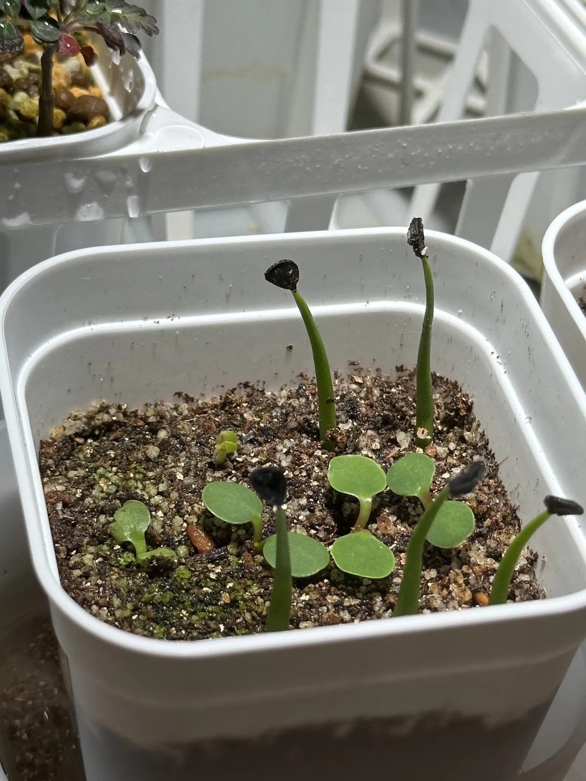 Agave sobria subsp. sobria (アガベ ソブリア)