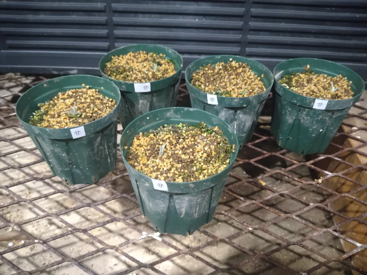 Hechtia lepidophylla (ヘクチア レピドフィラ)