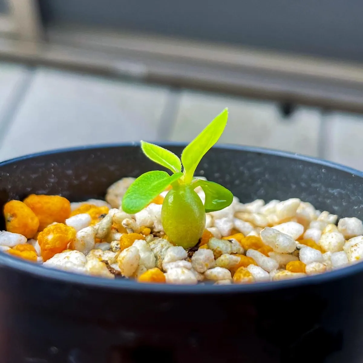 Pachypodium enigmaticum (パキポディウム エニグマチカム)