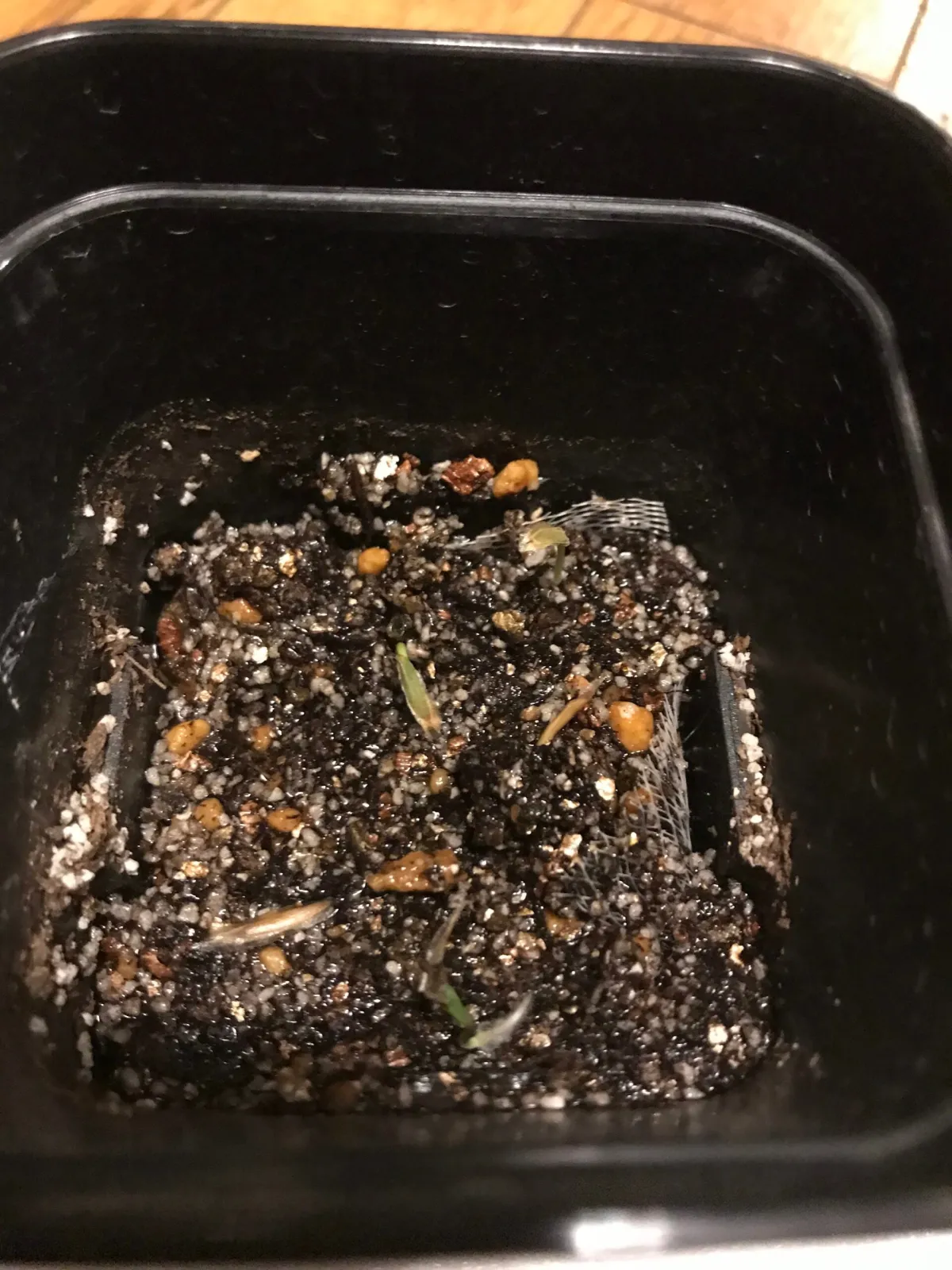 Fouquieria columnaris (フォークイエリア コルムナリス 観峰玉)