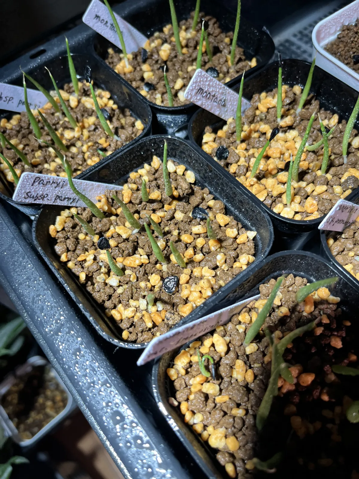 Agave parryi subsp. parryi (アガベ パリー)