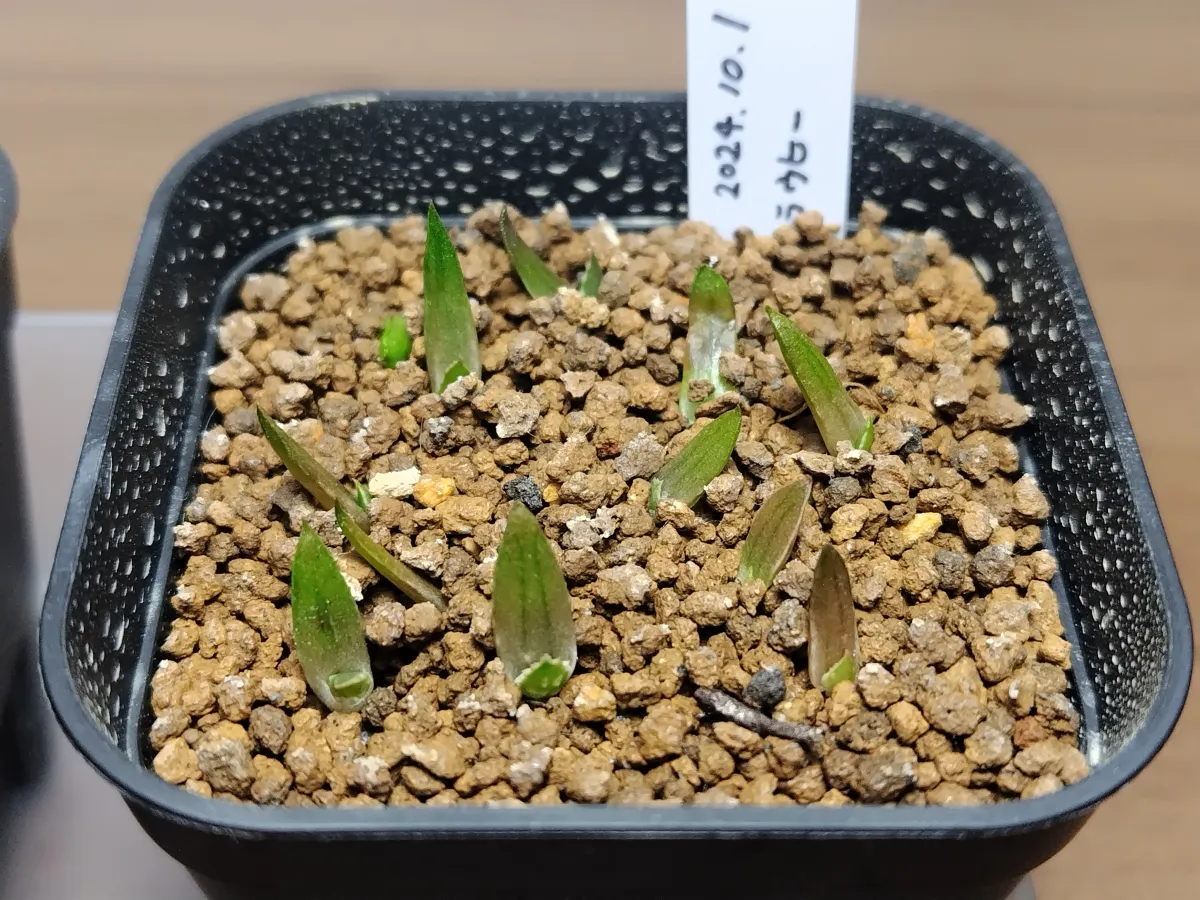 Aloe rauhii (アロエ ラウヒー)