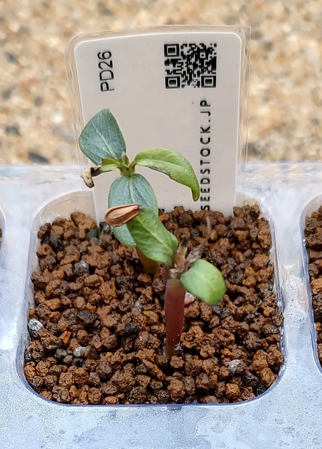 Pachypodium baronii (パキポディウム バロニー)