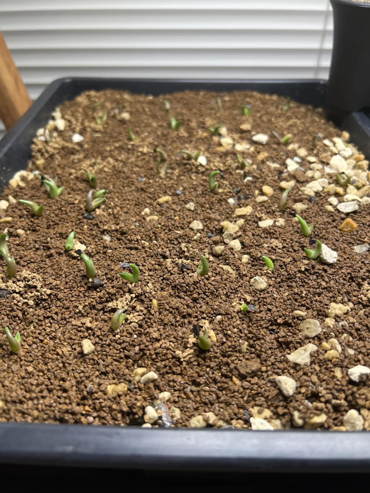 Agave oteroi (アガベ オテロイ)