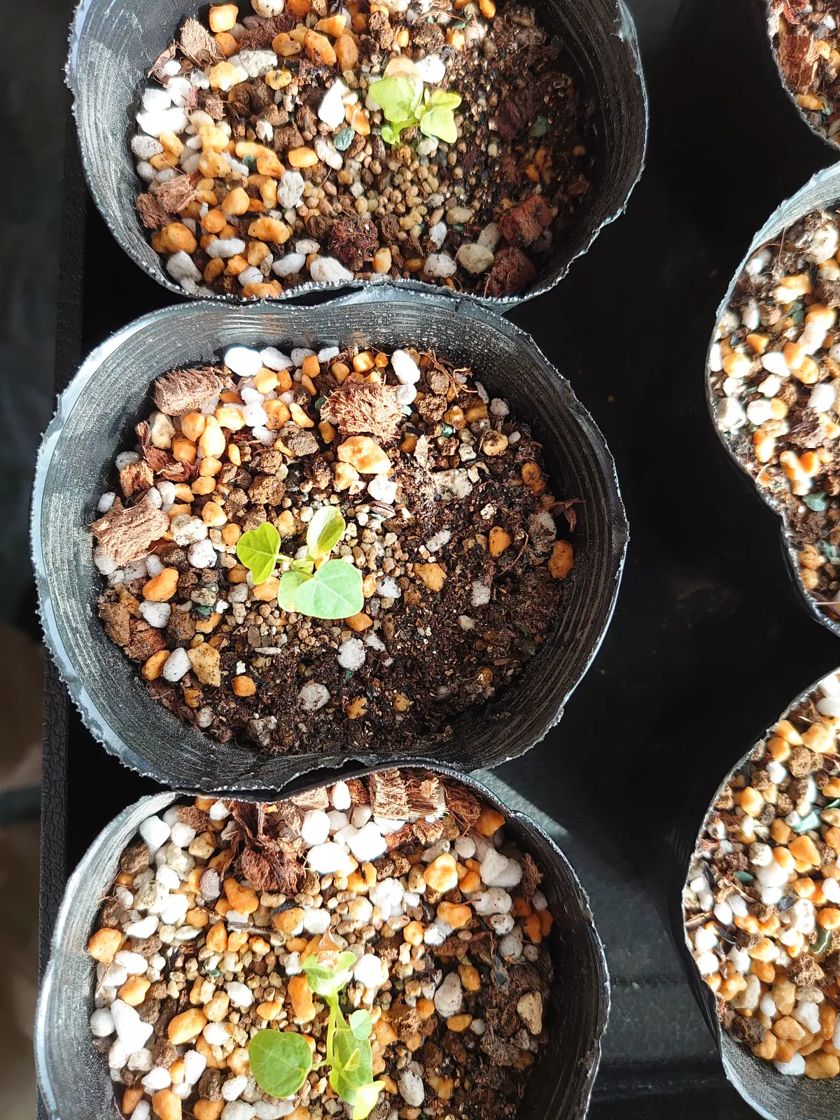 Adenia isaloensis (アデニア イサロエンシス)