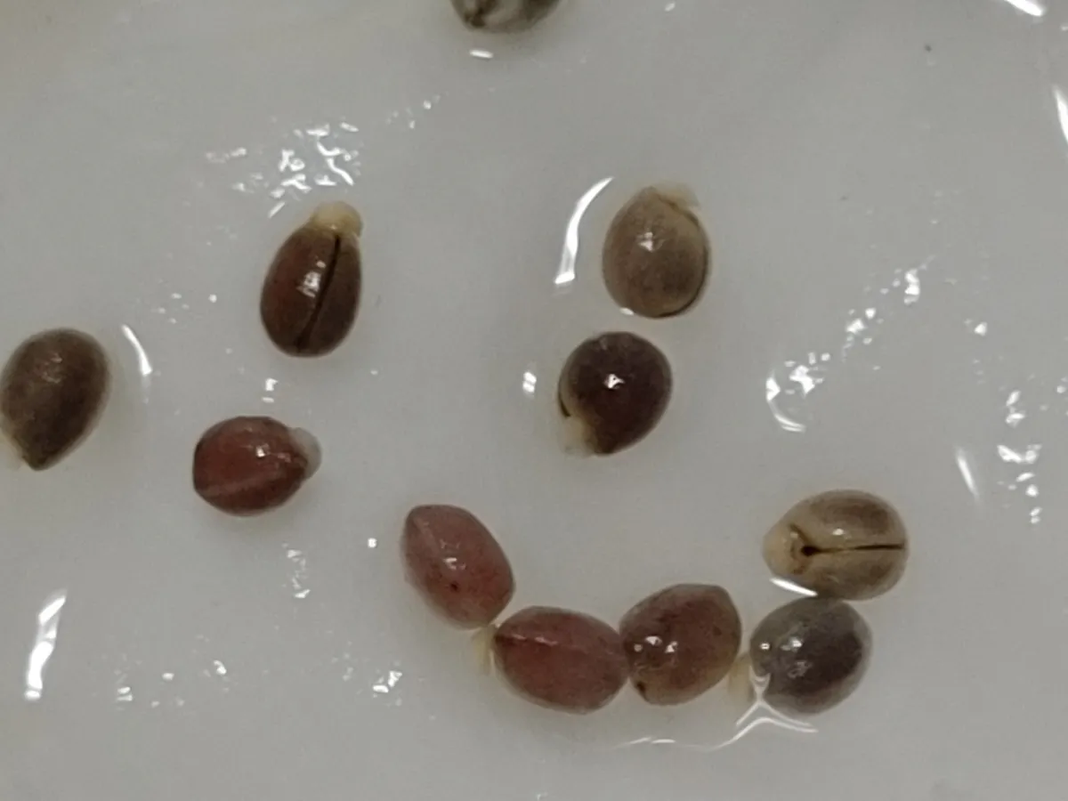 Euphorbia stenoclada subsp. stenoclada (ユーフォルビア ステノクラーダ)