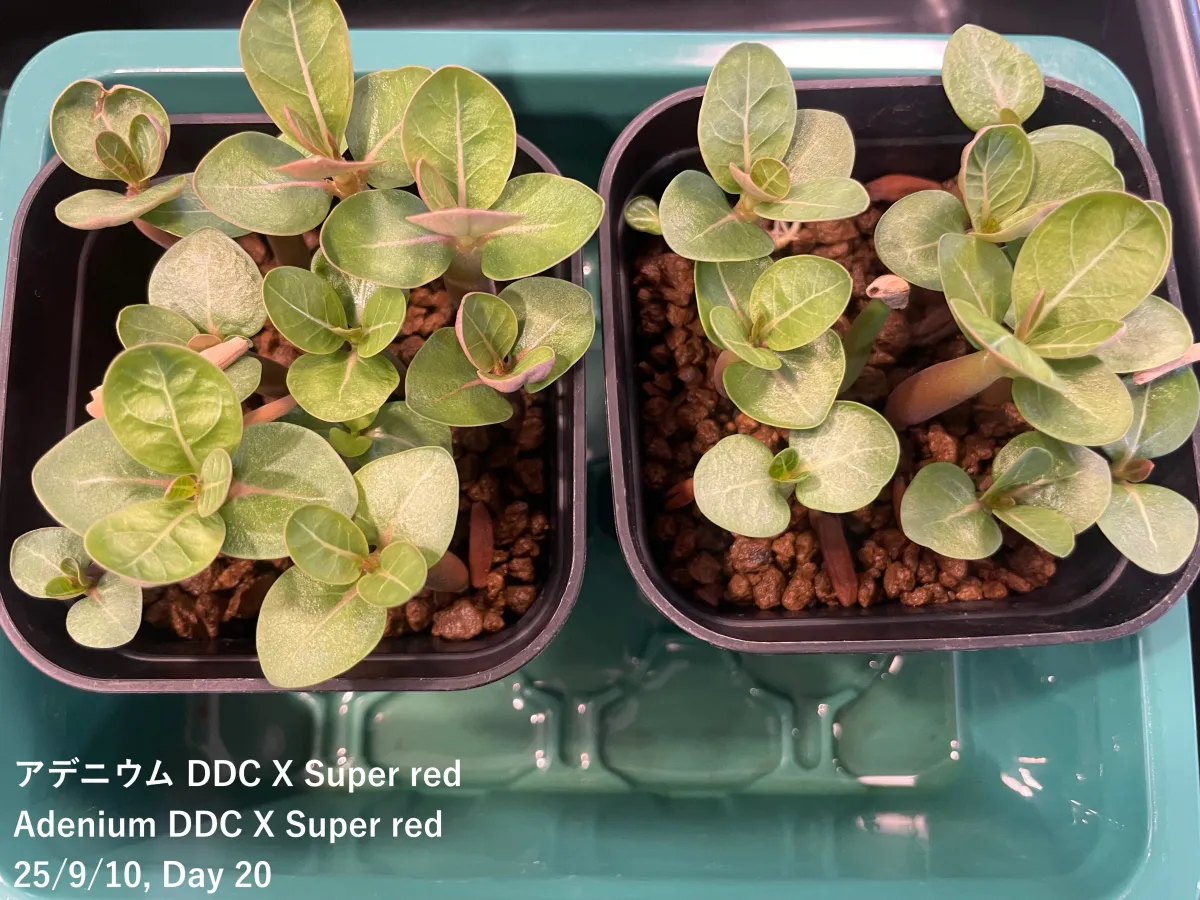 Adenium obesum Super red (アデニウム Adenium DDC X Super red)