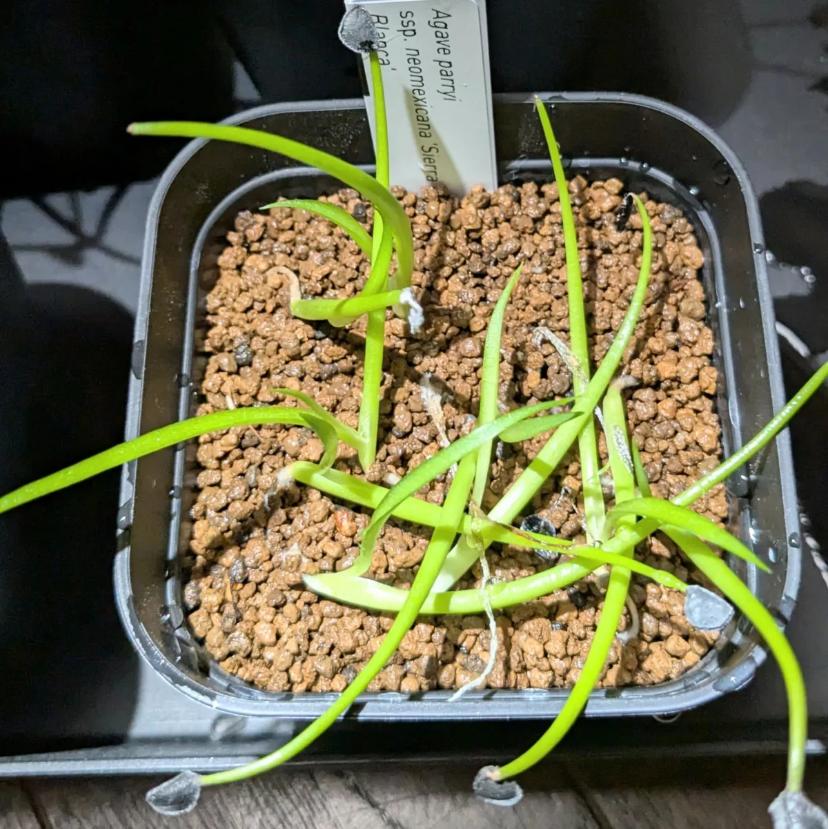 Agave parryi ssp. neomexicana 'Sierra Blanca' (アガベ ネオメキシカーナ シエラブランカ)