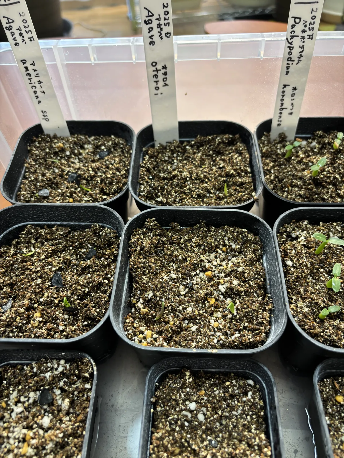 Agave oteroi (アガベ オテロイ)