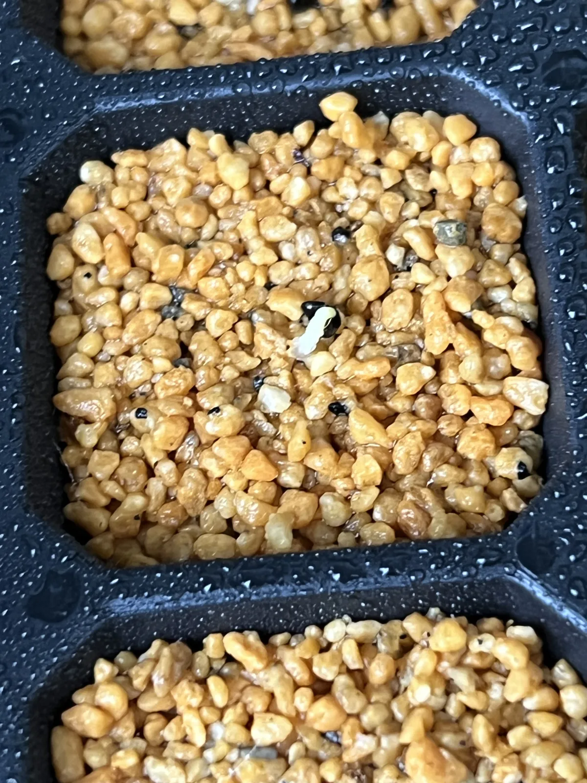 Agave utahensis var. eborispina 'Vegas' (アガベ エボリスピナ ヴェガス)