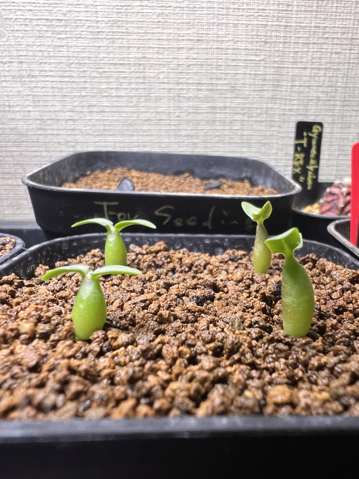 Pachypodium rosulatum var. gracilius (パキポディウム グラキリス)