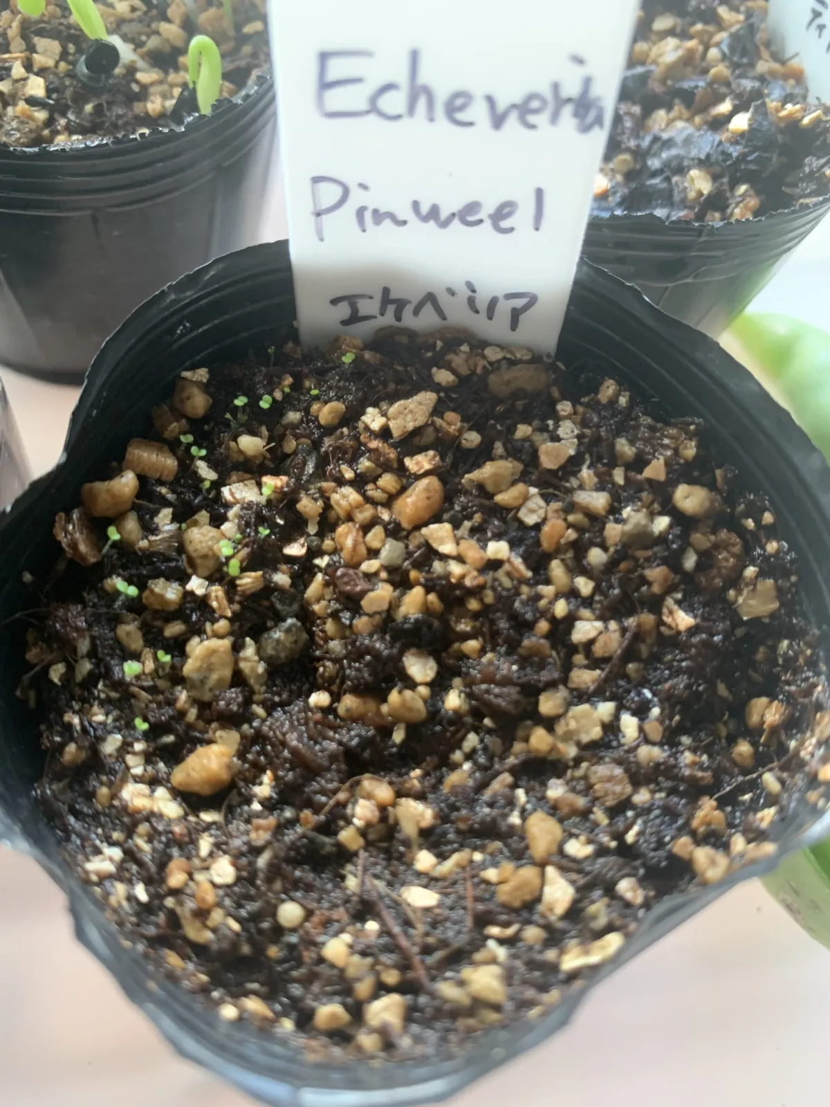 Echeveria Pinwheel (エケベリア ピンウィール)