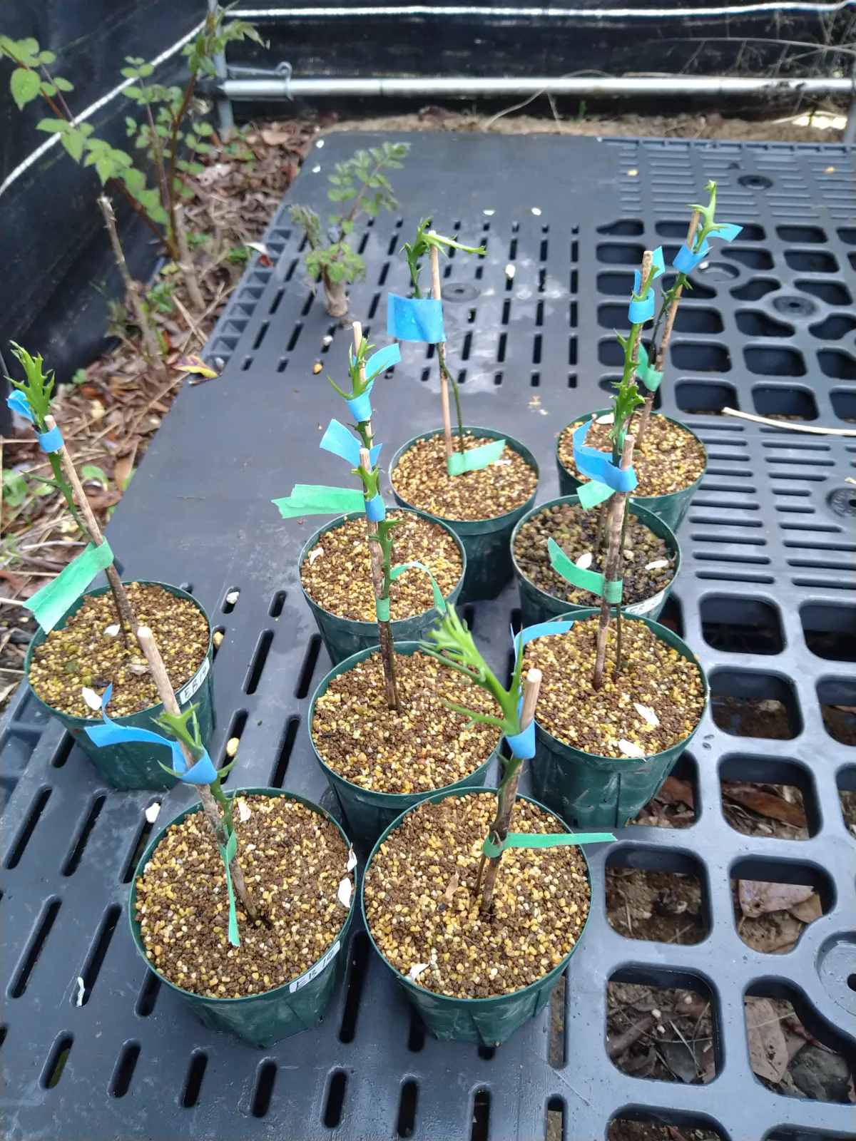 Euphorbia stenoclada subsp. stenoclada (ユーフォルビア ステノクラーダ)