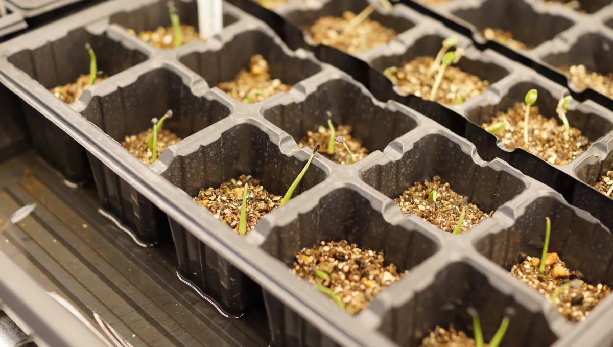 Agave utahensis var. eborispina (アガベ エボリスピナ)