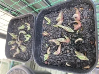 Agave titanota 'Blue' (アガベ チタノタブルー)