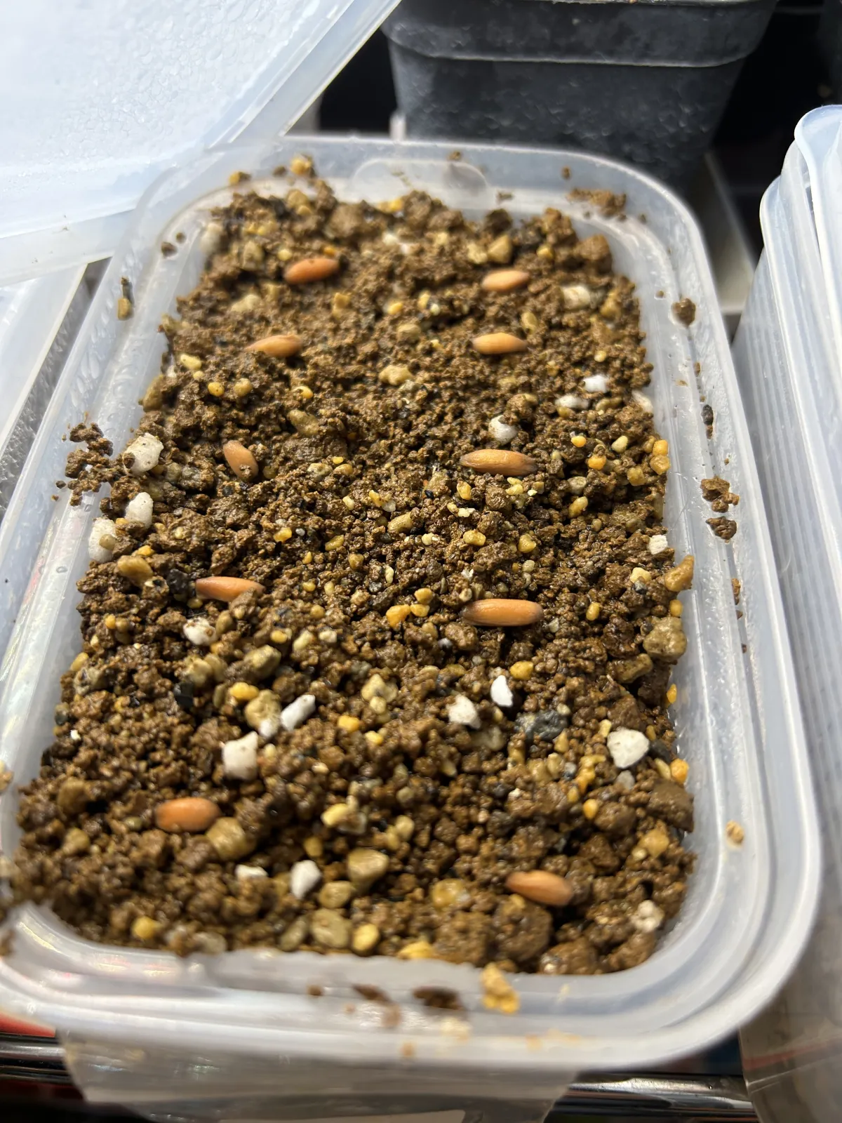 Adenium arabicum (アデニウム アラビカム イエメン)