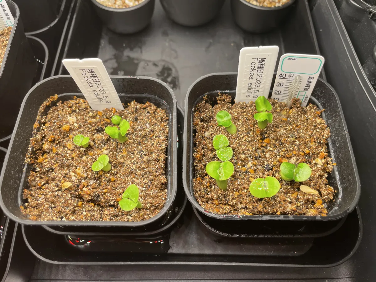 Fockea edulis (フォッケア 火星人)