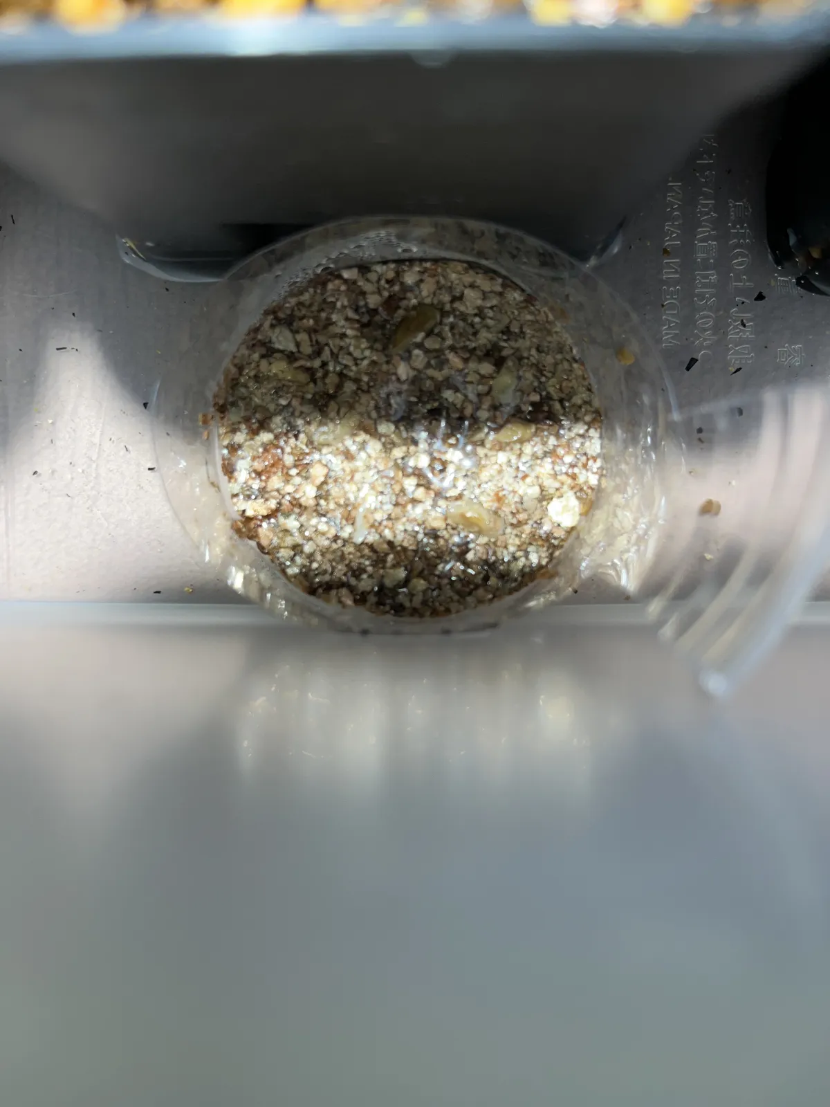 Fockea edulis (フォッケア 火星人)