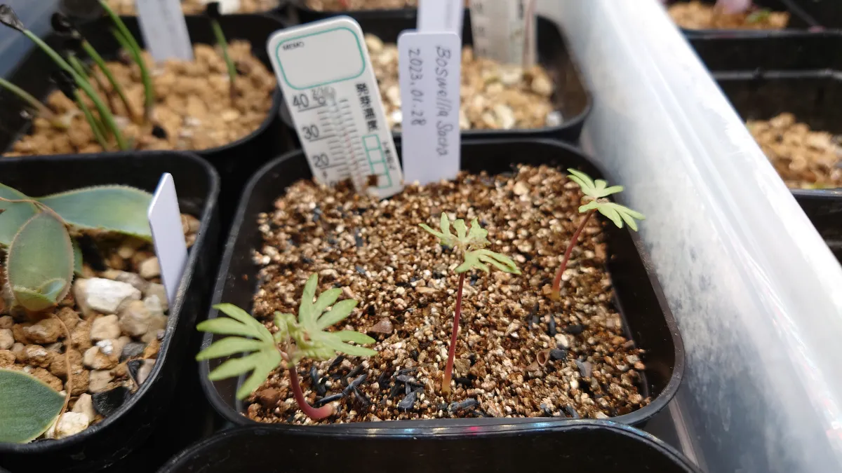 Boswellia sacra (ボスウェリア サクラ)